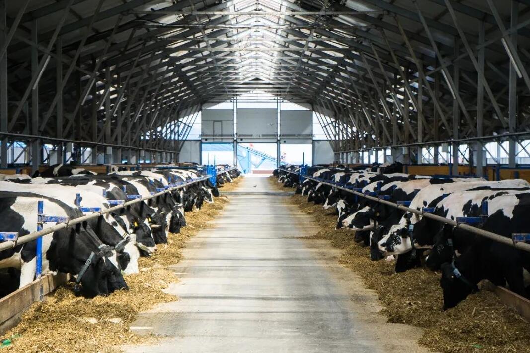 河北石家庄？低视-180°广角双摄摄像机，助力养牛场实现超高清智能化管理！